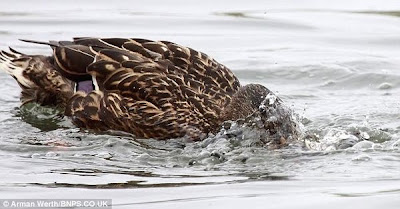 Bossy Duck Gives Duckling a Dunk Seen On  www.coolpicturegallery.us