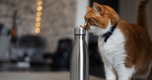 یک گربه زنجبیلی و سفید بالای یک بطری قمقمه فولادی را بو می کند که روی آن یک خوراکی است.