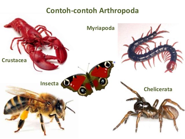 Pengertian Umum Arthropoda Beserta Ciri Ciri Klasifikasi 