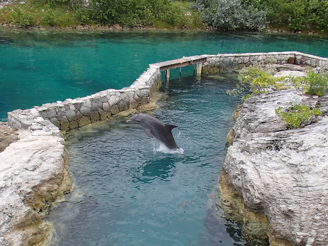dolphin at Blue Lagoon