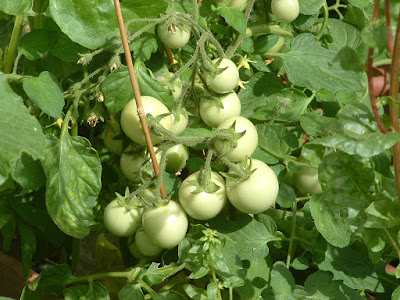 Close up of a cluster of green cherry tomatoes