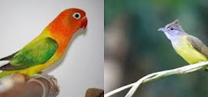 Download bunyi Lovebird Isian Cucak Jenggot dan Kapas Tembak MP3