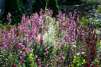 Jewell Gardens - Skagway, Alaska