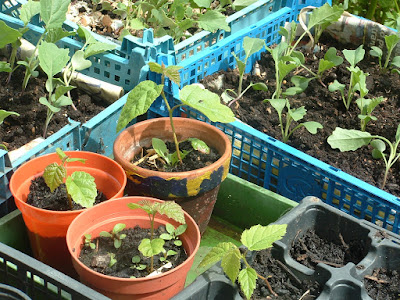 Hazel seedlings in small pots