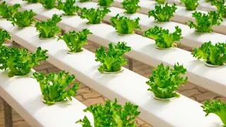 हरी पत्तेदार सब्जियां खाने के फायदे | Benefits of Eating Green Leafy Vegetables in Hindi