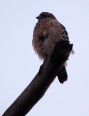 red-shouldered hawk 