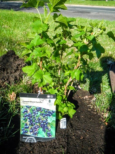 Planting a Black Currant