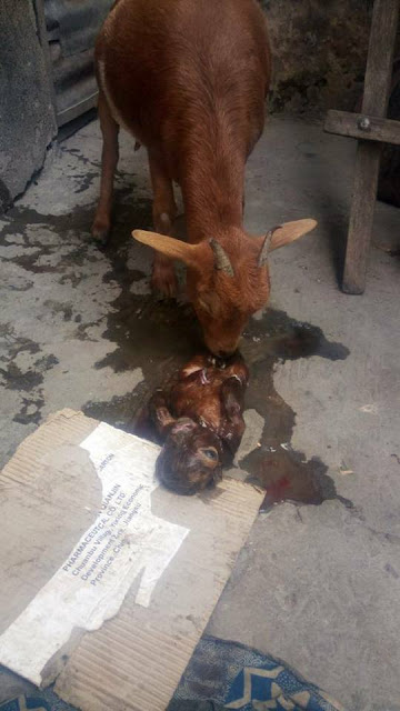 Photos:  Goat born without nose and one eye dies few days after delivery in Niger state 