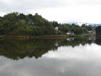 Trees in River