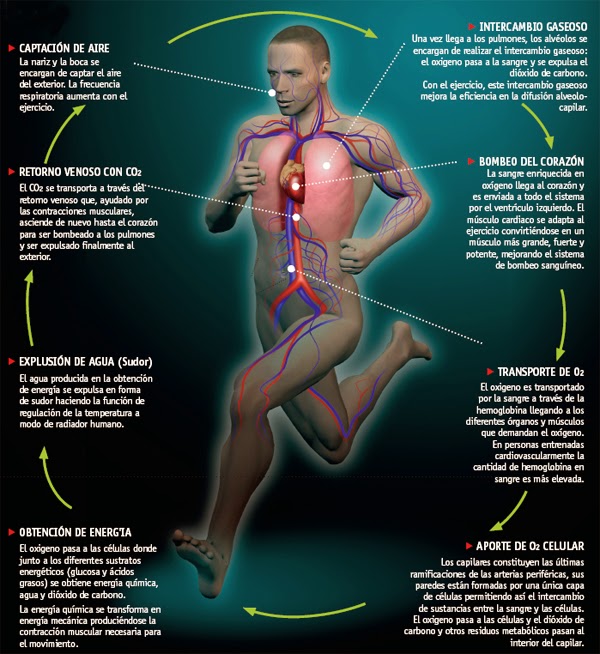 Resultado de imagen para el sistema cardio vascular educacion fisica