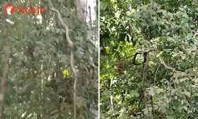 A king cobra swinging from a tree branch on Sunday afternoon (21 Feb 2021) witnessed by a few visitors.