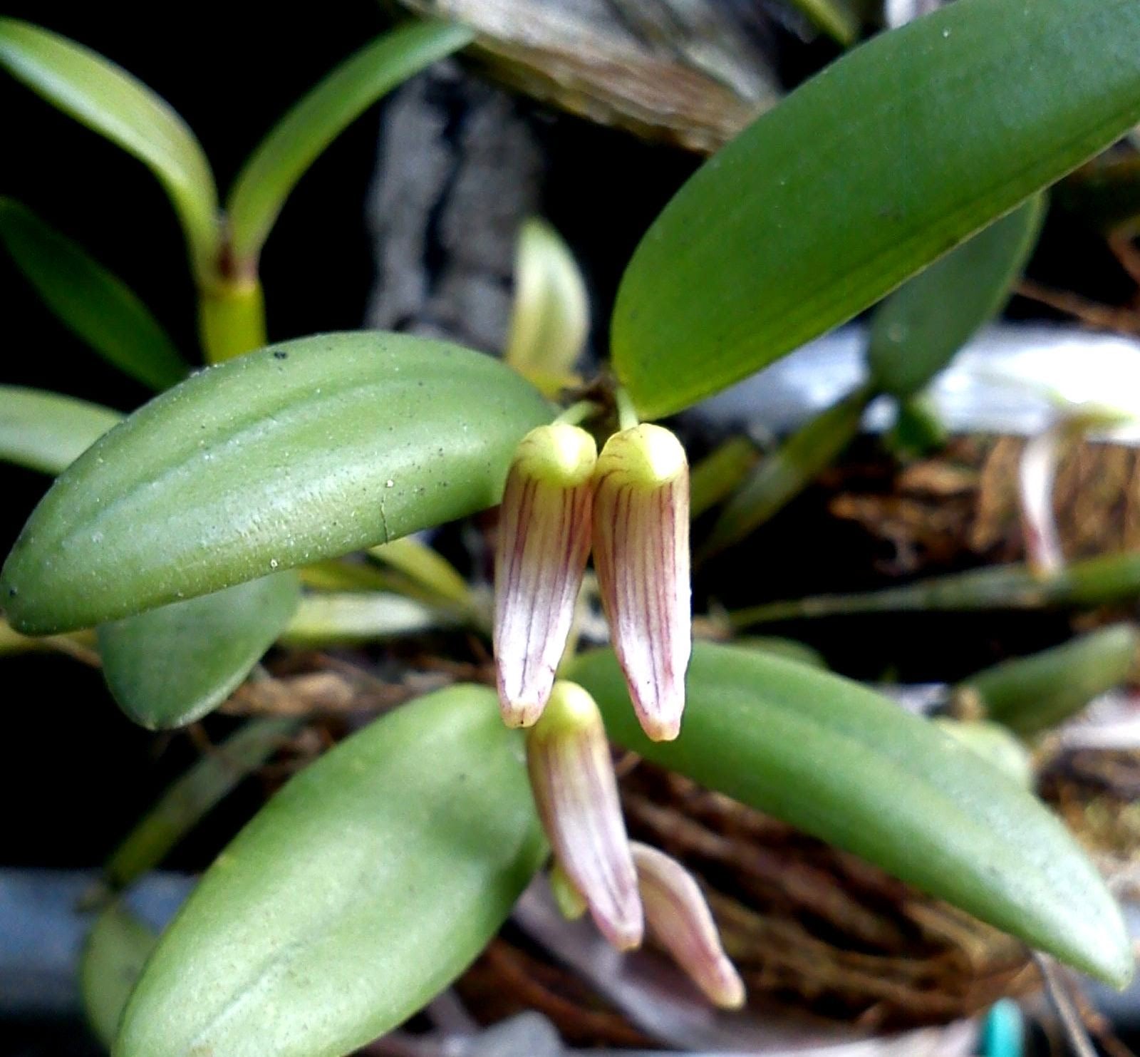 MillFa Wild Orchid: Dendrobium striatellum