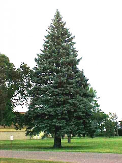 Ladin - Picea 3