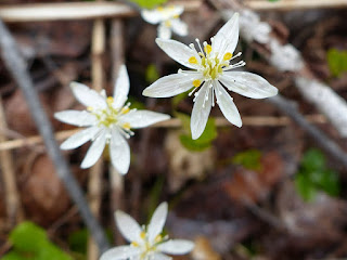 Coptide trifoliolée - Coptis trifolia - Savoyane - Coptide du Groenland