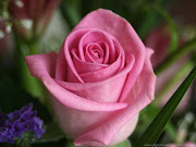 Rose Flower Wallpaper (flower )