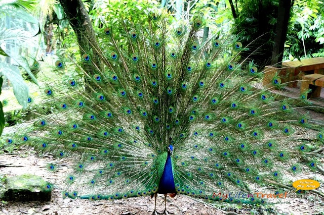 Kuala Lumpur Bird Park