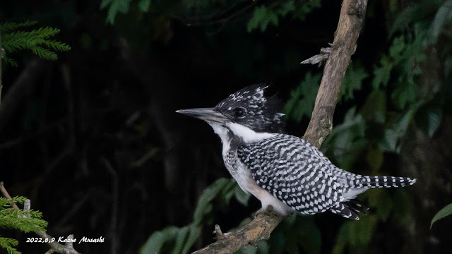 宮城の野鳥