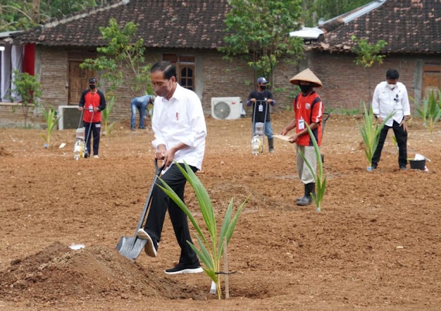 Jaga Pasokan Pangan, Presiden Jokowi Bersama Petani Sukoharjo Tanam Kelapa Genjah