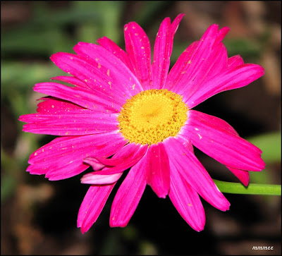 GardenPaintedDaisy Painted Daisy