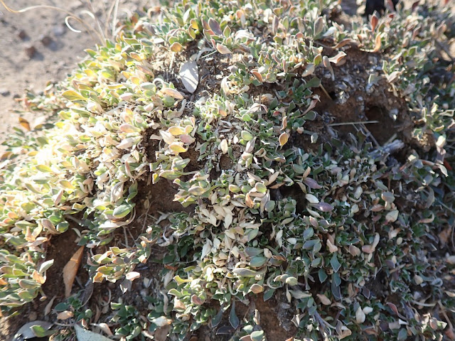 Aptosimum procumbens