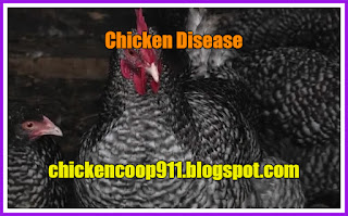 Chicken Disease