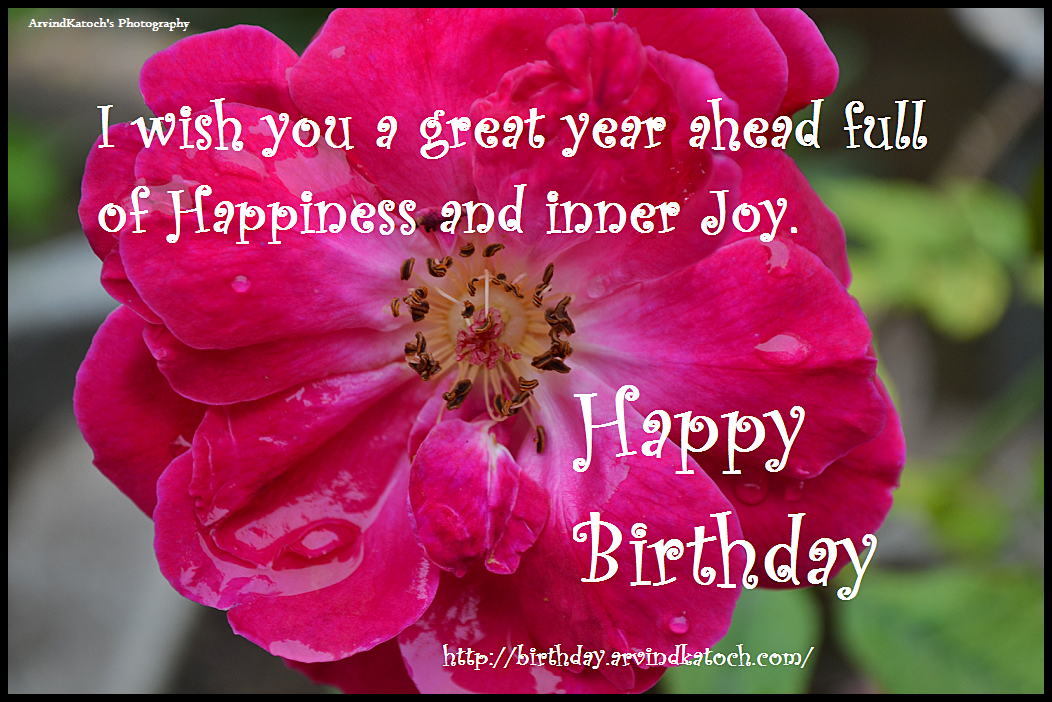I Wish You A Great Year Ahead Happy Birthday Card Hd With Real Picture Of Wet Rose