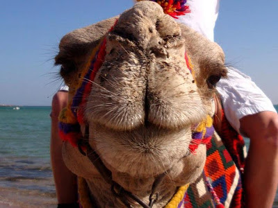Foto Camello en primer plano