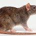 Think Like a Rat  