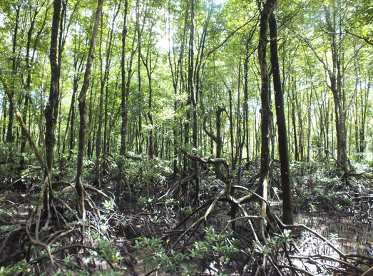 Gambar Profil Ekosistem Mangrove Bakau Geograph88 Hutan 