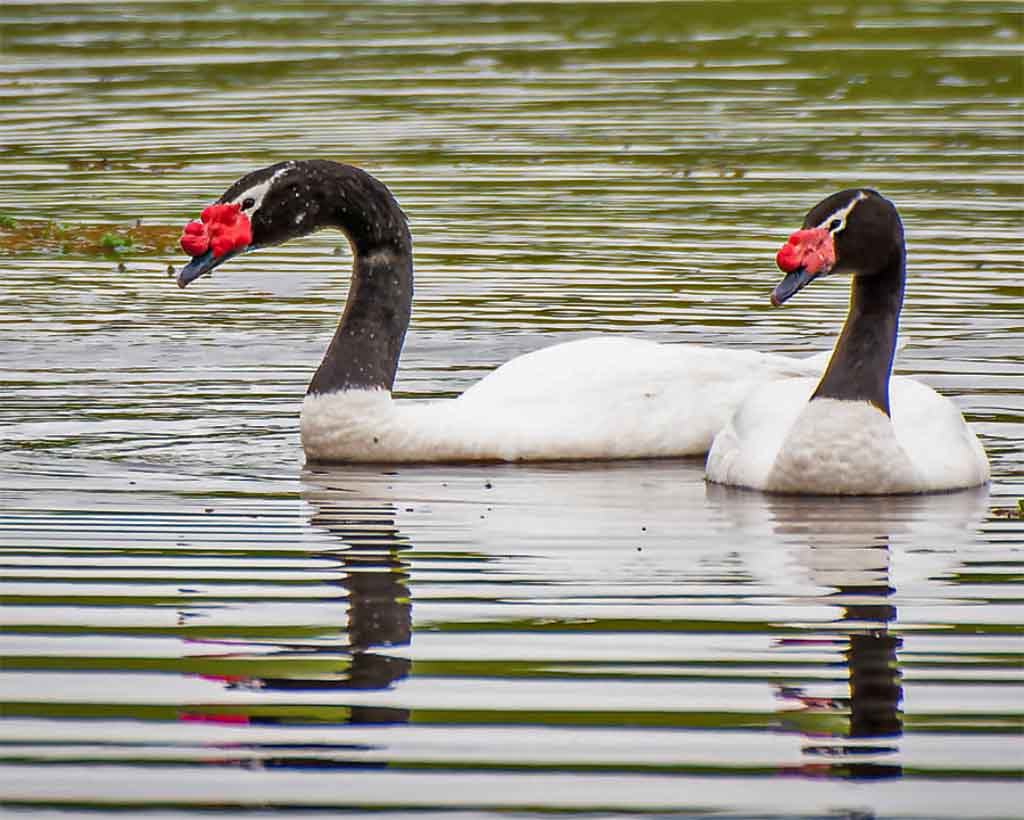 cisne-de-pescoco-preto