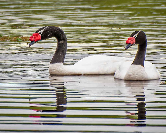 Uma das aves aquáticas mais lindas do mundo (Cisne De Pescoço Preto)