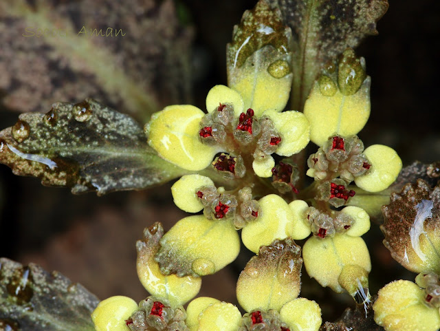 Chrysosplenium grayanum