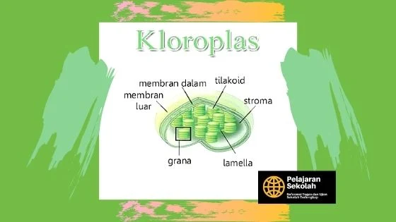 Gambar Kloroplas Pada Sel Tumbuham