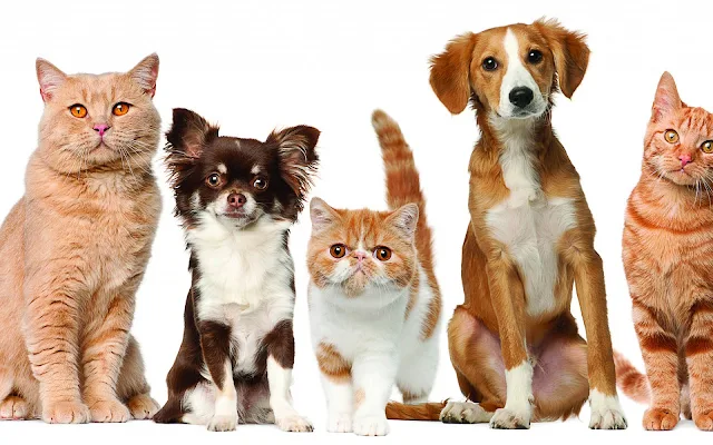 foto honden katten wallpaper