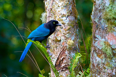 Aves de El Salvador