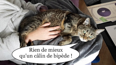 Kikko, gentil chat sur des genoux de bipède.