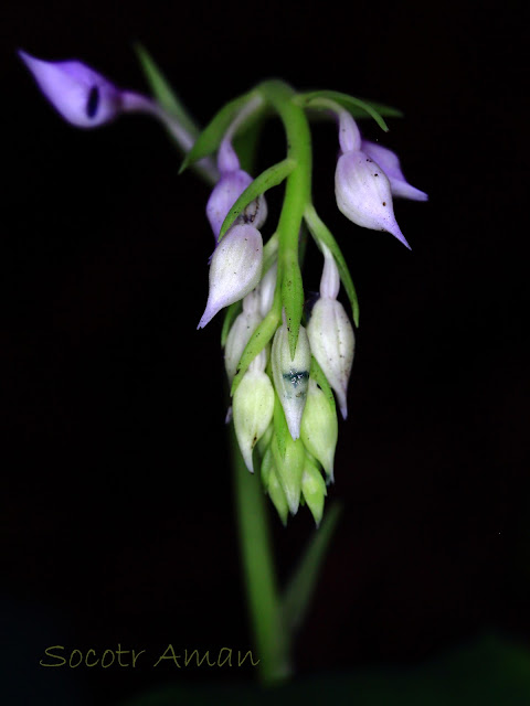 Calanthe puberula