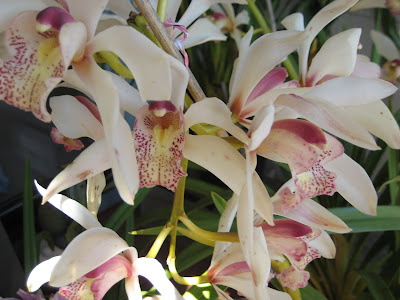 Orchid Flower's Beautiful Image