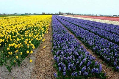 Tulip fields Netherlands