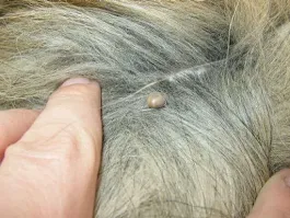 What is Tick Fever in Dogs