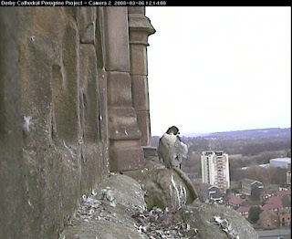 Sitting on the central gargoyle we can clearly see the countryside north of Derby beyonfd the adult peregrine. Click image to enlarge.