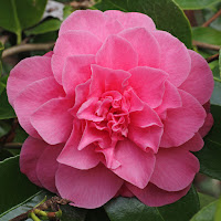 Camellia 'Ada Pieper'