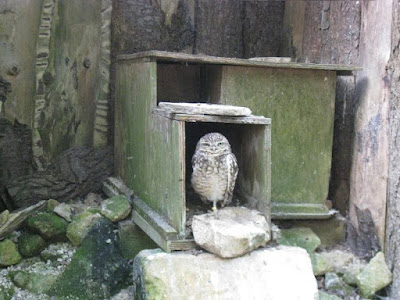 Owl at the entrance to his burrow