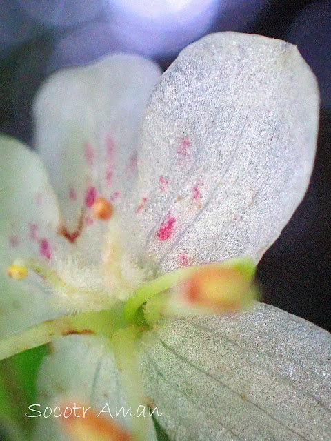 Rhododendron semibarbatum