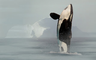 killer whales wallpaper