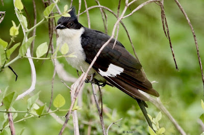 Pied Cuckoo