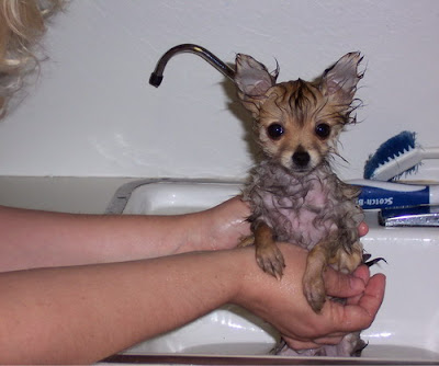 cute photo of really wet puppy dog after being washed in bath doesnt look happy