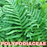 Polypodiaceae