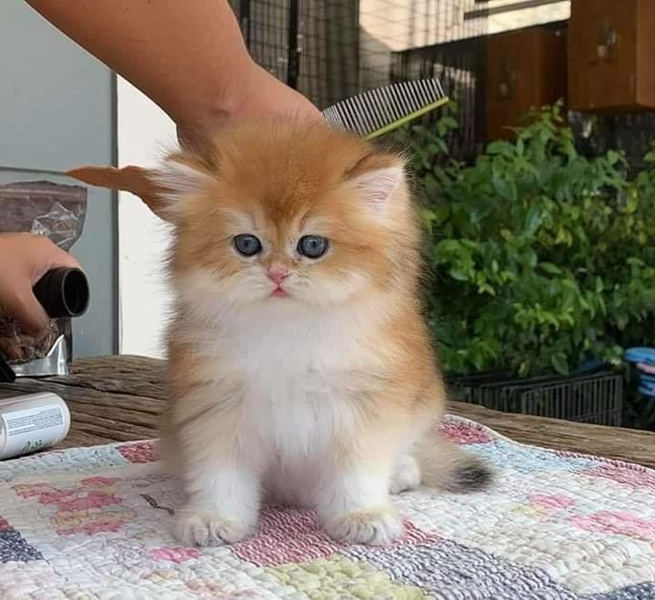  Kuncup Selepas Dimandikan Anak  Kucing  Kembang Semangkuk 