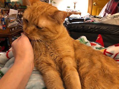 orange tabby cat smelling hand